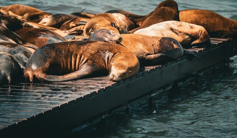 Supersized Steller Sea Lion Crashes the Scene at San Francisco's Pier 39