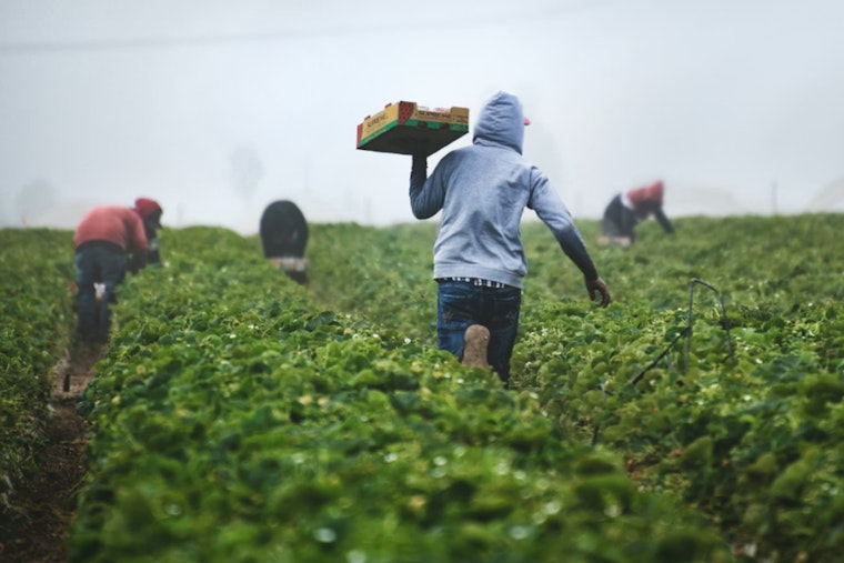 Tampa 'Harvest Of Fear' Farm Boss Pleads Guilty In Visa RICO Case