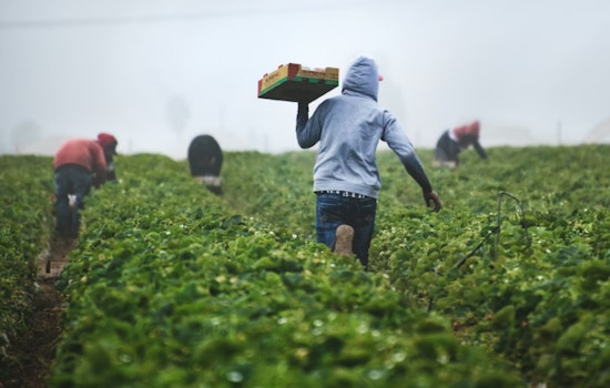 Tampa 'Harvest Of Fear' Farm Boss Pleads Guilty In Visa RICO Case