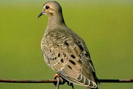 Texas Hunters Stunned As South Zone Dove Season Jumps To Sept. 1