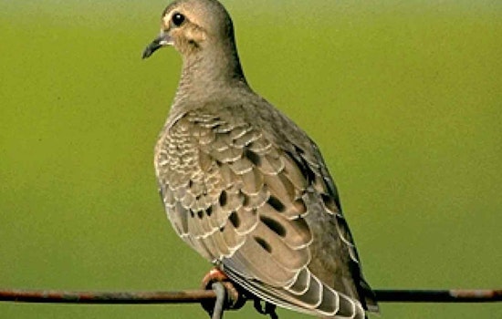 Texas Hunters Stunned As South Zone Dove Season Jumps To Sept. 1