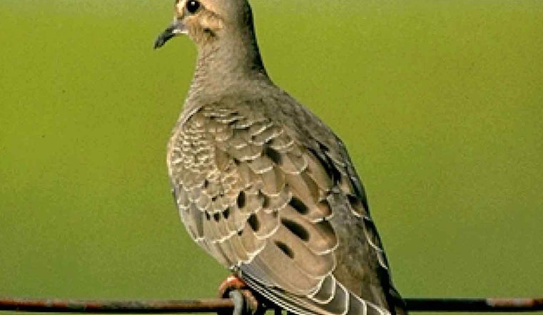 Texas Hunters Stunned As South Zone Dove Season Jumps To Sept. 1