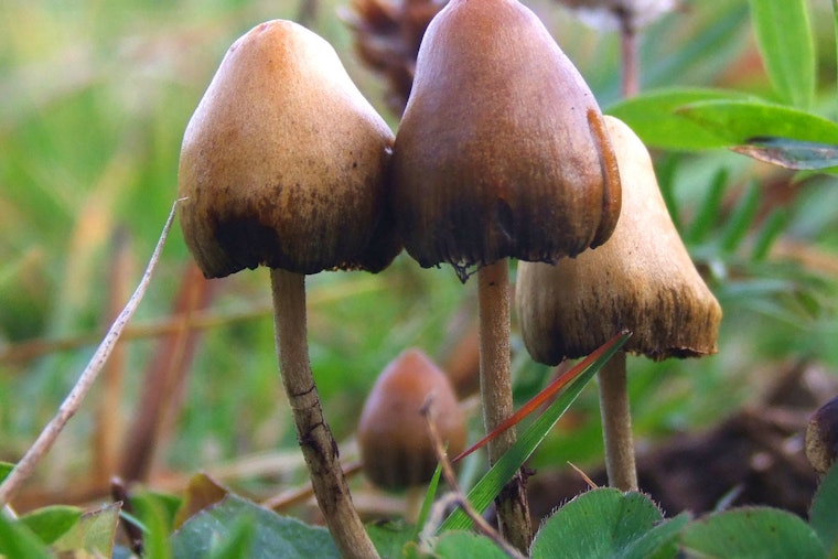 Texas Backs Ibogaine With $50M as Psychedelics Advance