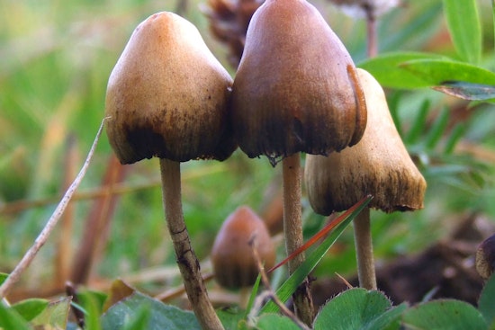 Texas Backs Ibogaine With $50M as Psychedelics Advance