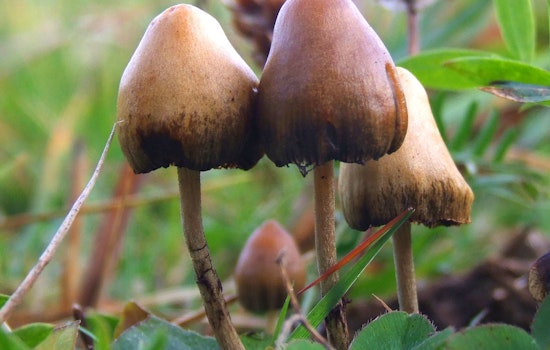 Texas Backs Ibogaine With $50M as Psychedelics Advance