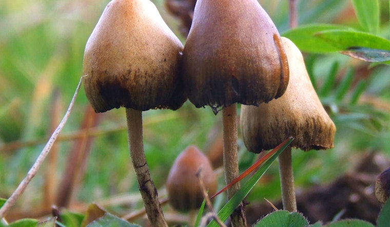 Texas Backs Ibogaine With $50M as Psychedelics Advance