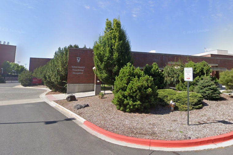 Threats Spook WSU, Pullman Horse Surgery Class Put Out To Pasture