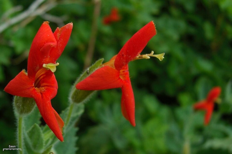 Tiny California Wildflower Stuns Scientists With Drought-Defying Comeback