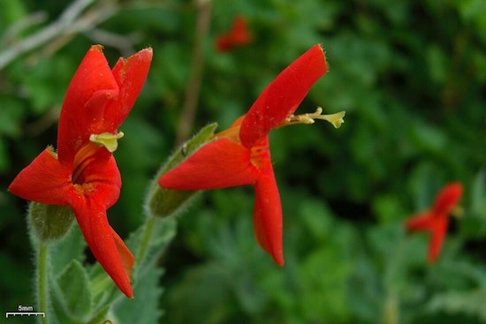 Tiny California Wildflower Stuns Scientists With Drought-Defying Comeback