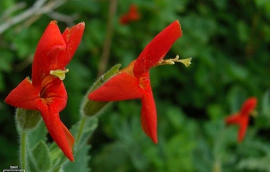 Tiny California Wildflower Stuns Scientists With Drought-Defying Comeback