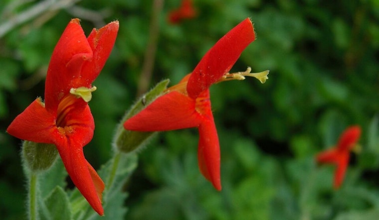 Tiny California Wildflower Stuns Scientists With Drought-Defying Comeback