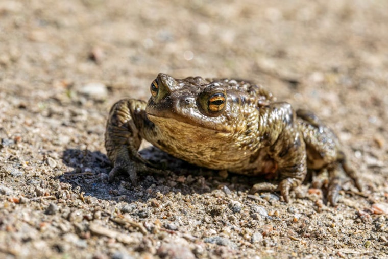 Tiny Nevada Toad Crawls Closer To D.C. Shield In Desert Water Fight