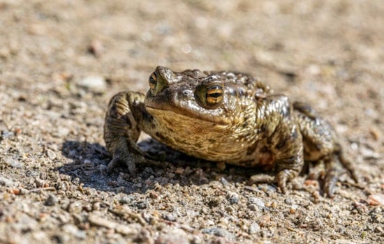 Tiny Nevada Toad Crawls Closer To D.C. Shield In Desert Water Fight