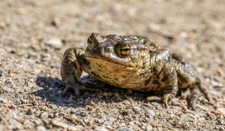 Tiny Nevada Toad Crawls Closer To D.C. Shield In Desert Water Fight