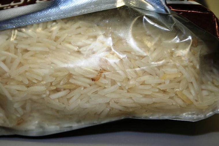 Tiny Grain Killer Nabbed At Austin Airport In First-Of-Its-Kind Bust