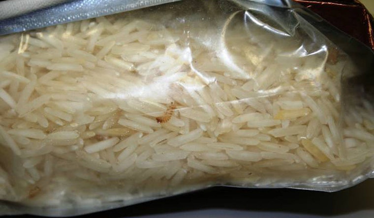 Tiny Grain Killer Nabbed At Austin Airport In First-Of-Its-Kind Bust