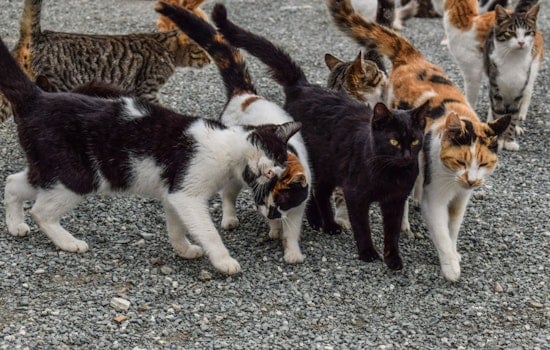 Treasure Coast Cat Rescue Goes Up in Flames, Neighbors Scramble To Save Survivors