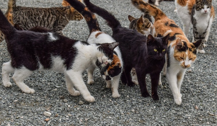 Treasure Coast Cat Rescue Goes Up in Flames, Neighbors Scramble To Save Survivors