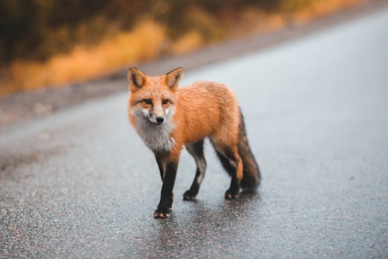 Tree Fox Freakout Has Northside San Antonio Neighbors On Edge