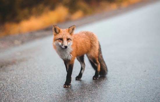 Tree Fox Freakout Has Northside San Antonio Neighbors On Edge