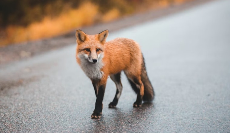 Tree Fox Freakout Has Northside San Antonio Neighbors On Edge
