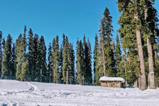 Tree Slimdown in the Cascades Could Juice Yakima's Water Supply