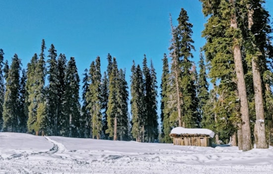 Tree Slimdown in the Cascades Could Juice Yakima's Water Supply