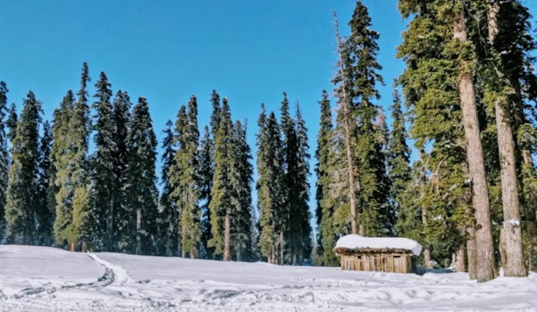 Tree Slimdown in the Cascades Could Juice Yakima's Water Supply