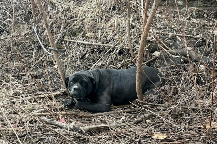 Tremont Towpath Shock: Tied-Up Dog Rescue Spurs Hunt For Abandoner