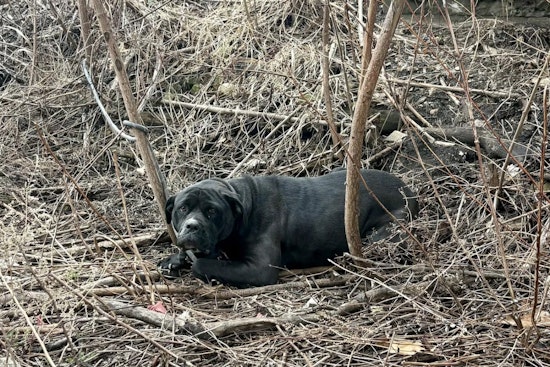 Tremont Towpath Shock: Tied-Up Dog Rescue Spurs Hunt For Abandoner