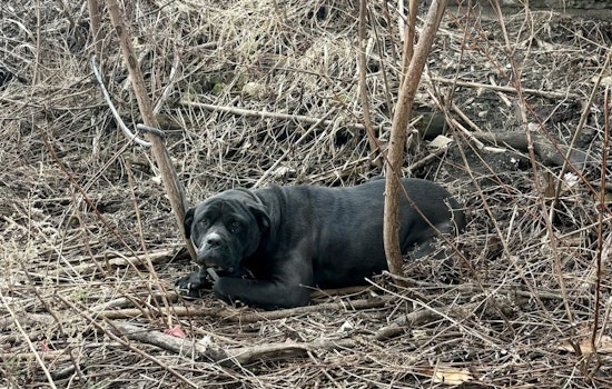 Tremont Towpath Shock: Tied-Up Dog Rescue Spurs Hunt For Abandoner