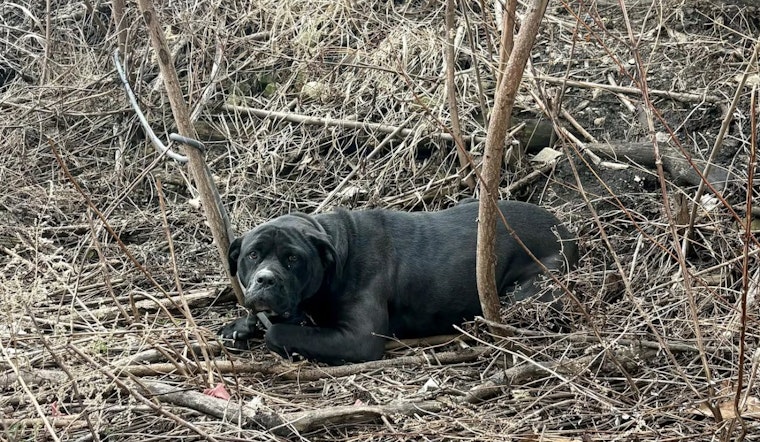 Tremont Towpath Shock: Tied-Up Dog Rescue Spurs Hunt For Abandoner