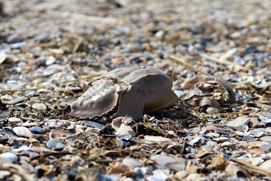 Trump Team Slapped With Suit For Snubbing Ancient Horseshoe Crabs