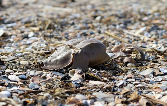 Trump Team Slapped With Suit For Snubbing Ancient Horseshoe Crabs
