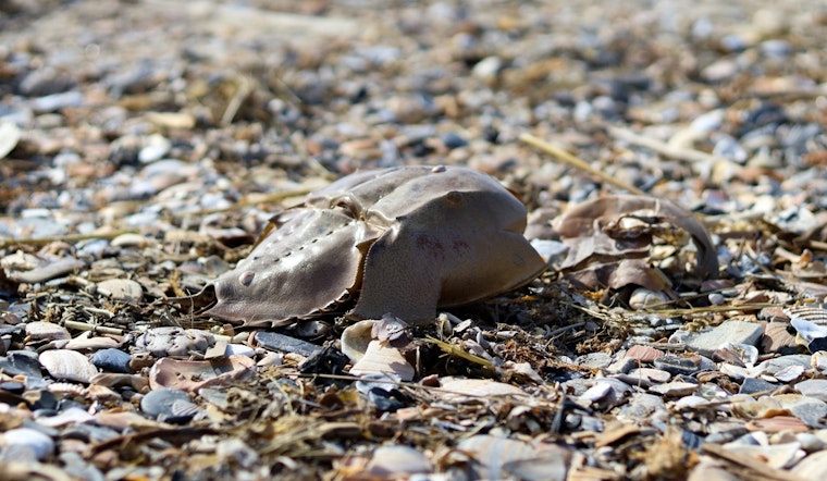 Trump Team Slapped With Suit For Snubbing Ancient Horseshoe Crabs