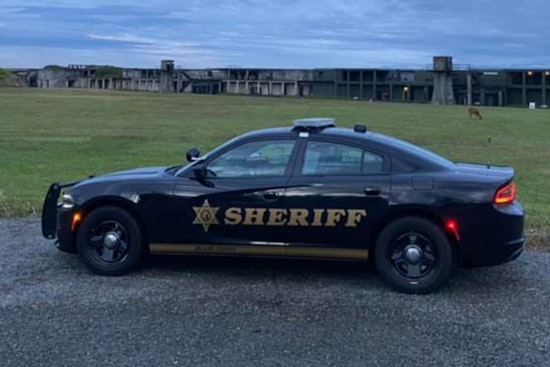 Two Young Cats Found Dead in Oak Harbor, 25-Year-Old Hit With Felony Charge