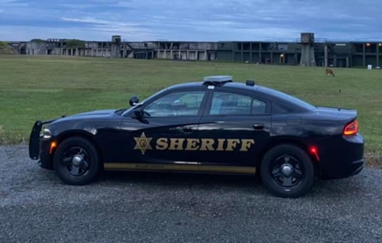 Two Young Cats Found Dead in Oak Harbor, 25-Year-Old Hit With Felony Charge