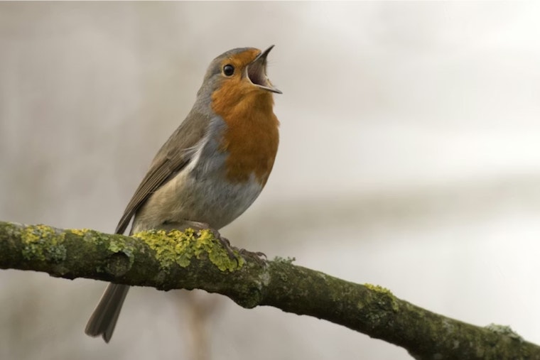 U-M Scientists Say Human Noise Is Quietly Crashing Bird Populations
