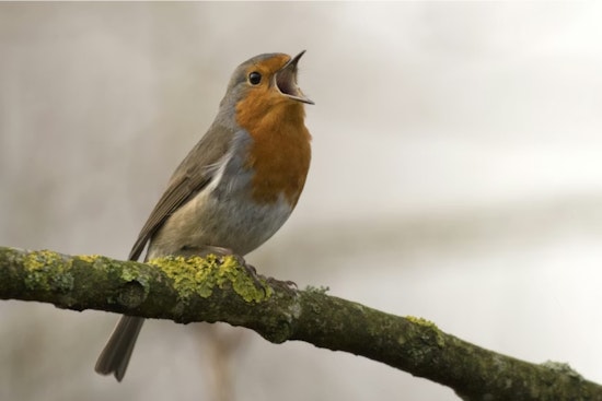 U-M Scientists Say Human Noise Is Quietly Crashing Bird Populations