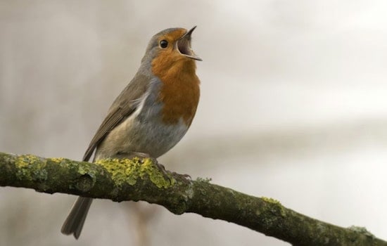 U-M Scientists Say Human Noise Is Quietly Crashing Bird Populations