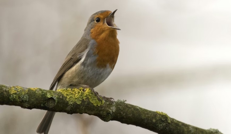 U-M Scientists Say Human Noise Is Quietly Crashing Bird Populations