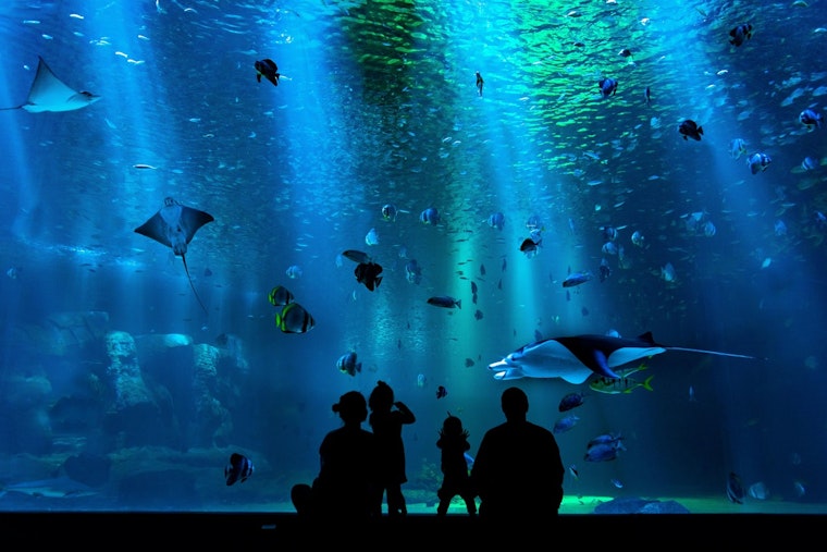 Uptown Showdown, Charlotte Floats Aquarium Twist For Discovery Place Overhaul