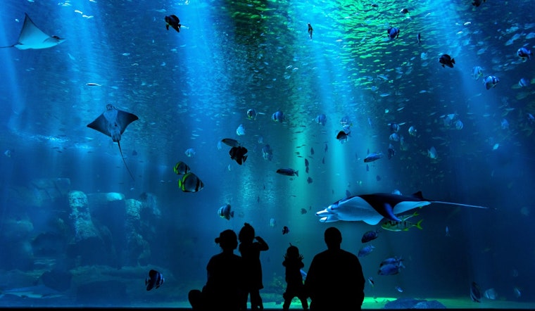 Uptown Showdown, Charlotte Floats Aquarium Twist For Discovery Place Overhaul