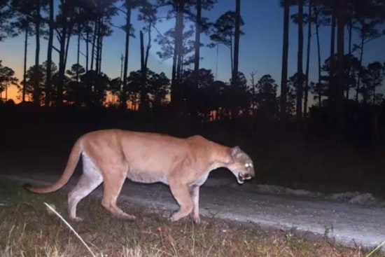 US-27 Tragedy as Young Florida Panther Cut Down in Glades County