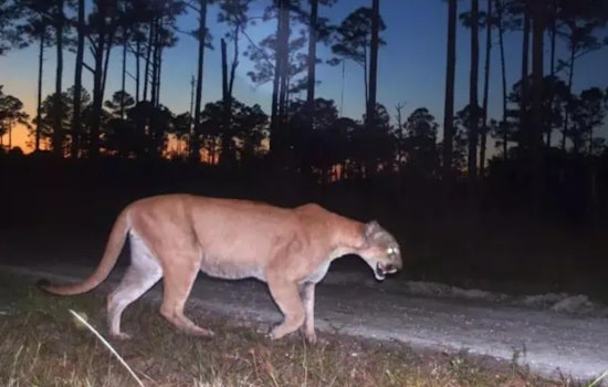 US-27 Tragedy as Young Florida Panther Cut Down in Glades County