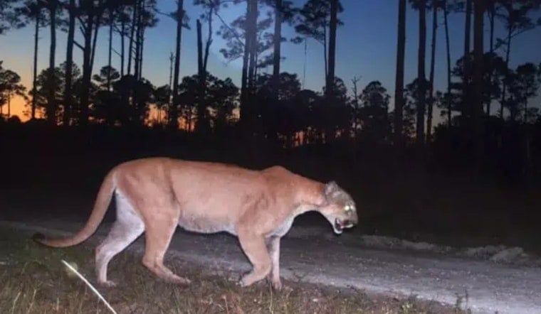 US-27 Tragedy as Young Florida Panther Cut Down in Glades County