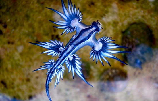 Venomous ‘Blue Dragons’ Crash Texas Spring Break Beaches