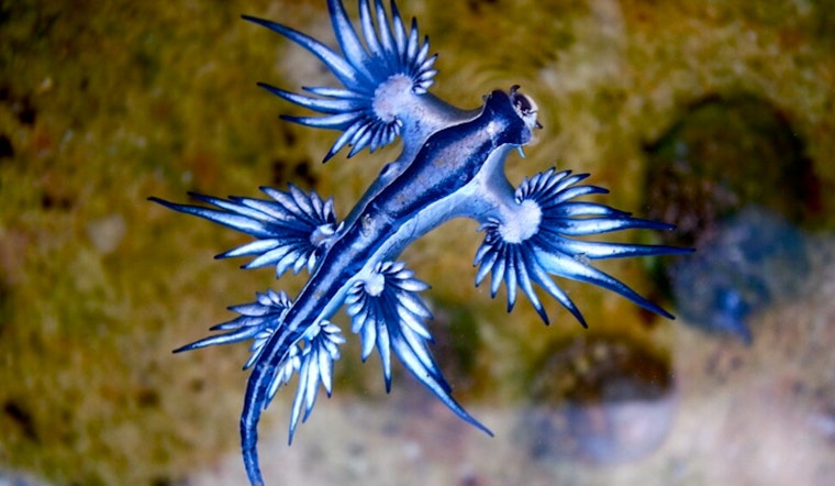 Venomous ‘Blue Dragons’ Crash Texas Spring Break Beaches