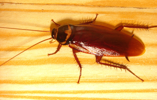 Vermin In The Kitchen: Eight Central Florida Restaurants Forced To Close