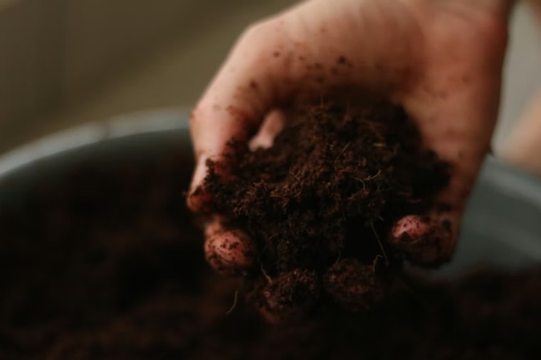Waipahu Lowe’s Shopper Finds Bag of Soil Crawling With Dozens of CRB Grubs